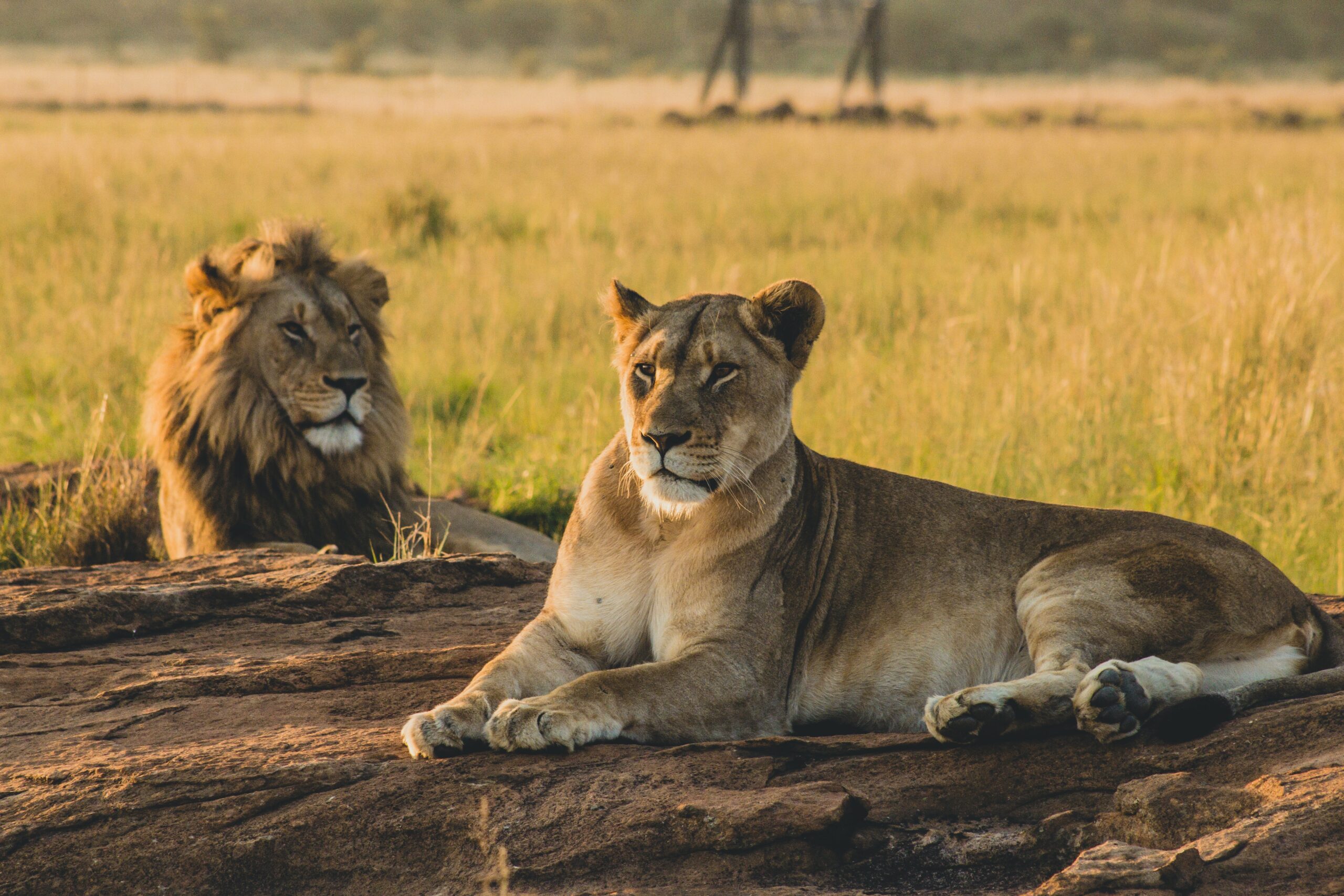 Lion & safari park