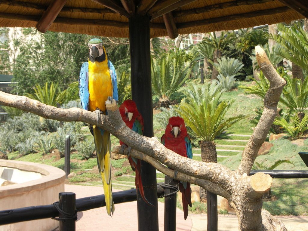 7. Montecasino Bird Gardens: A Feathered Retreat