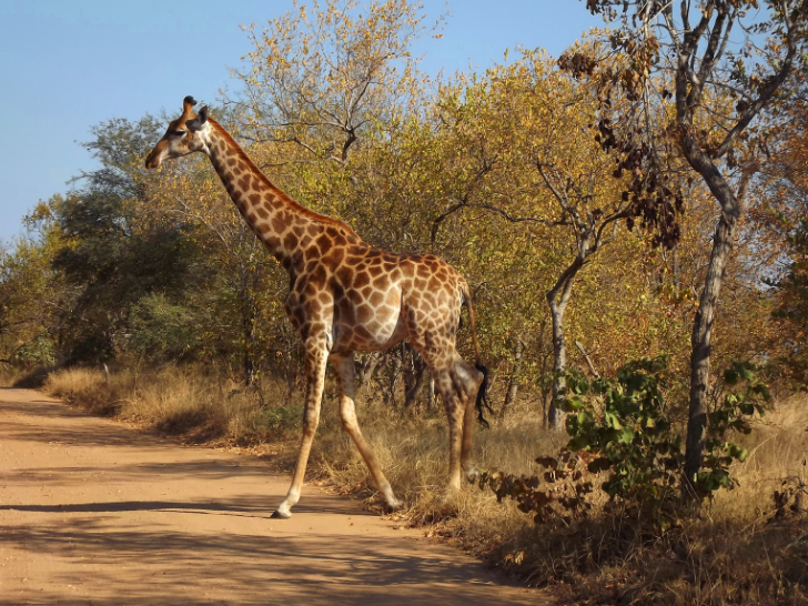 kruger national park